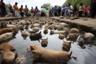 近百猫水塘溺亡悲剧：宠物安全与生态保护警示