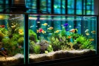 开心水族箱养成：我们一起开启快乐惊喜之旅