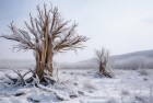 新疆雪后现大地之树：雪原冬日美景