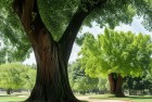 古树旋律：Deemo钢琴曲中的梦想与尘埃信使