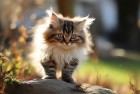 围住神经猫：逗趣挑战，我们一起的星星惊喜街头之旅