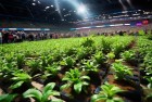 植物大战僵尸赏金赛：挑战体验激情之旅
