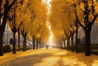国防时报晒银杏叶：神韵秋日，夜幕下的城市故事
