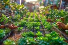 植物大战僵尸排位赛：挑战与植物组合的绿色战场体验