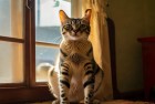 神经猫逗趣时光：三少与猫的温馨陪伴故事