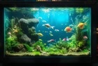开心水族箱养护：我们一起打造家居长空