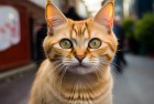 神经猫街头逗趣瞬间：我们一起围住星星下的欢乐时光