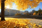 国防时报晒银杏叶：信使英雄青春记忆 惊喜见证