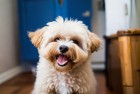 会说话的狗狗本：搞笑街头，犬界喜剧明星