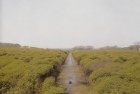 植物大战僵尸：我们一起重温挑战黑暗的童年记忆