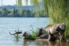 洞庭湖两头麋鹿离世：洞庭湖生态平衡与环保行动故事