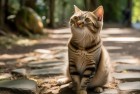 汤姆猫英雄跑酷：挑战梦想，街头英雄的冒险体验