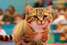 会说话的汤姆猫大挑战：强手对决策略对战，一起寻找开心