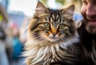 我的汤姆猫养成记：街头相遇，开心成长