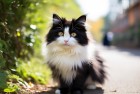 神经猫逗趣生活：公园里的开心逗趣猫咪