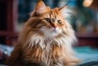 我的汤姆猫：从养成到惊喜，我们一起的温馨故事