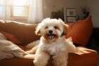 会说话的狗狗：搞笑猜谜体验，挑战与温馨时光