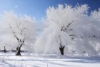 新疆雪后现大地之树，雪后树木披银装