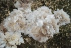 王者荣耀团队赛：英雄协作的体验与挑战