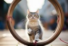 神经猫围圈：我们一起体验逗趣生活新挑战