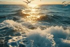 神秘海域纵横四海·动物园之星萌趣无限·海绵宝宝探险之旅
